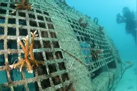 海南三亚：中国首个热带海洋牧场初现视频封面