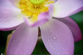 河南汝南：雨润荷花别样红图片