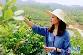 高山蓝莓园 挂满“致富果”图片