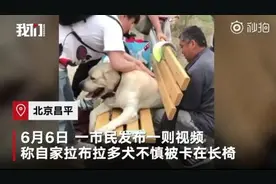 狗子太胖被卡公园长椅，众人花10多分钟才救出，主人：很“丢狗”图片