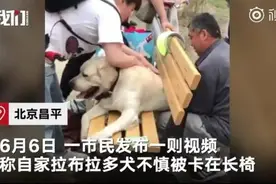 狗子太胖被卡公园长椅，众人花10多分钟才救出，主人：很“丢狗”图片