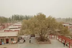沙漠边的三棵树与四代人视频封面
