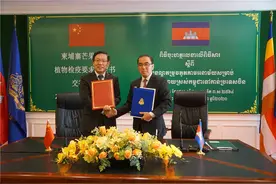 柬埔寨鲜食芒果将实现对华出口图片