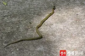 1米多长的红斑蛇过马路，司机紧急停车避让图片