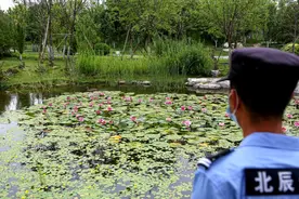 黄鼠狼接连偷走两窝野鸭蛋，亚运村湿地保安员出手了图片