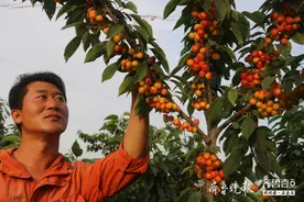 曲阜这片樱桃基地内，洒尽了张亚缔的青春和汗水图片