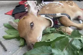 疼！被射伤小鹿 已抢救无效……图片