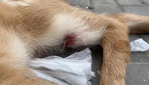 疼！被射伤小鹿 已抢救无效……