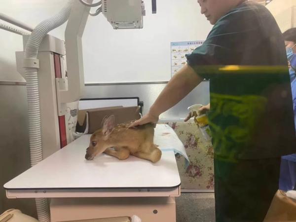 疼！被射伤小鹿 已抢救无效……