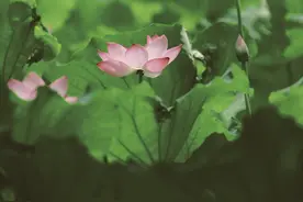 初夏赏荷正当时，你心目中的那片荷塘在哪？图片