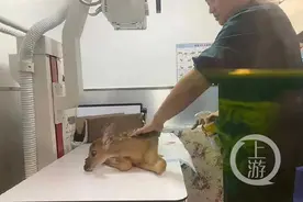 大连市区发现的野生梅花鹿伤重死亡 疑被钢珠弹所伤图片