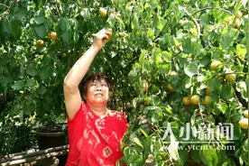 民意通·回音壁｜30多个电话！招远果农“卖杏难”引关注图片