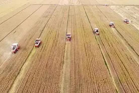 心疼！石家庄一地几十亩麦田被烧！龙口夺粮，未来三天河北多雷雨图片