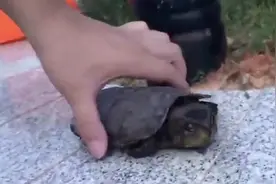小龟过马路被交警救下，一查还是保护动物