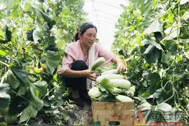 民权县孙六镇杨均平村村民在大棚内采摘羊角蜜甜瓜图片