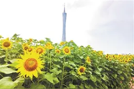 来海心沙向日葵花海打卡图片