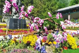 走！去五泉山看群芳斗艳“精致兰州 魅力五泉”花卉艺术展昨开幕，将持续到28日图片