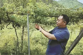 任东阳：将贵州原生态水果研制成“野果茶”图片