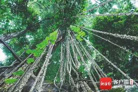 旅游周刊 | 探访琼中乡野山林好去处：一程山水一程歌 白云深处有人家图片