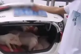 杭瑞高速一男子穿拖鞋开车，后备厢藏7头“二师兄”视频封面