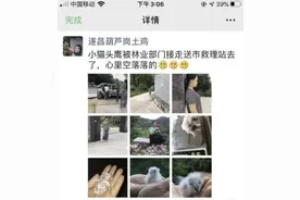 老母鸡变身“猫头鹰妈妈”孵出一只小猫头鹰……图片