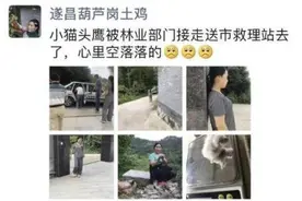 老母鸡变身“猫头鹰妈妈”孵出一只小猫头鹰……图片