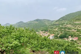 新泰市青云街道外峪村：小果树撑起乡村“杏福”梦图片