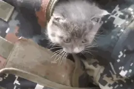 超有爱！小猫钻背包陪兵哥哥一起训练图片