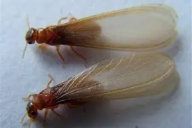 黄梅天下雨能把白蚁淋死吗？12个冷知识颠覆你对白蚁的想象图片