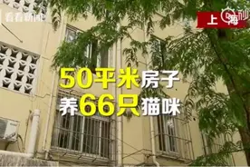上海一对夫妻把空房让给“66只猫”住？邻居被折腾十年：开门就有怪臭，从不敢把衣服晾外面图片