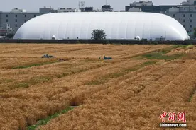 北京三环内“最贵农田”迎来收获季图片