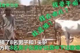 巴基斯坦一头驴因赌博被捕，警方：8人参与了它的赌局图片