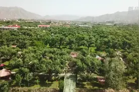 无人机飞播兰州古梨园视频封面