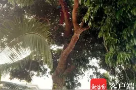 新闻追踪 | 万宁八旬阿婆夜间致幻爬上10余米高大树 专家解释致幻成因复杂图片