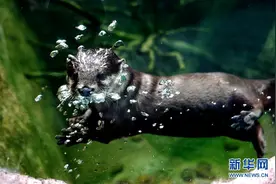 萌萌的水獭图片
