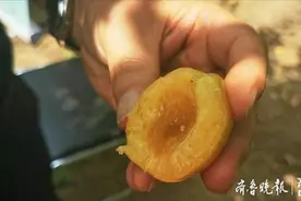 “甜到爆浆了！”济南柳埠石匣珍珠油杏采摘节今天开幕图片