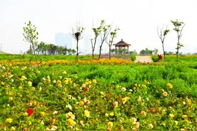 22秒丨城市中的花海！日照万平口七彩活力乐园300亩鲜花迎风绽放图片