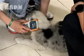 民警帮边牧宝宝发“寻人启事”主人：失而复得很感动图片