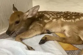 【法律警示】射杀梅花鹿，你试试看……图片