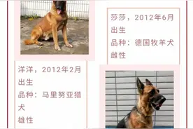 得知2只退役警犬寻领养人，江门100多市民报名了……图片