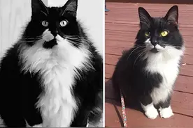 这么多胖猫都一个个瘦下来了！你还有什么借口喵喵喵？图片