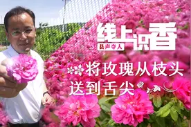 线上识“香”，将玫瑰从枝头送到舌尖视频封面