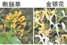 这些常见植物也有毒图片