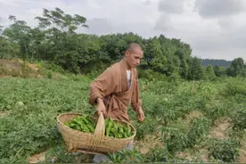 武汉灵泉寺寻有缘人上门摘菜，3小时后“卑微求饶”图片