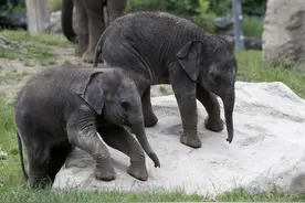 捷克动物园新生小象宝宝亮相 憨态可掬萌萌哒图片