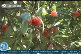 夏日瓜果香！无锡：新晋“国字号”美味来啦！马山杨梅进入采摘期视频封面