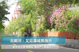 北戴河：又见满城蔷薇开视频封面
