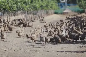 烟台莱州：果园种养一体化 新模式增效益图片