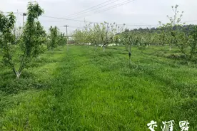 百村调研行｜句容市戴庄村：看！“黄大仙”重回农田捉田鼠图片