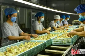 河北石家庄栾城区小鸡做成大产业 唤醒乡村振兴新动力图片